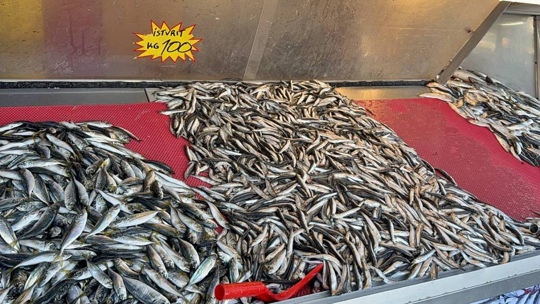 O kentte hamsinin kilosu 50 TL'ye kadar düştü! Fiyatı gören kasa kasa alıyor 4